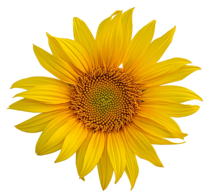 Foto bloeide zonnebloemen op een witte achtergrond