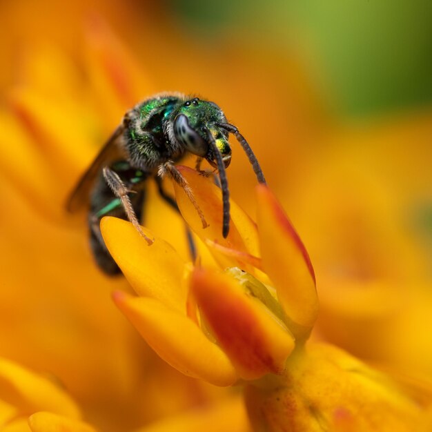 bloeien insect fauna milieu vliegen bloemen