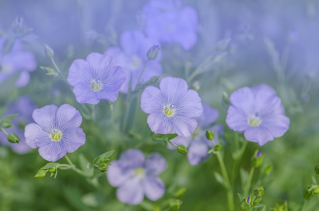 Bloeiend blauw vlas in een boerenveld Linum perenne of meerjarig vlas