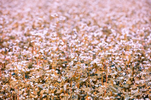 Bloeiend boekweitveld op een zonnige dag Natuur achtergrond