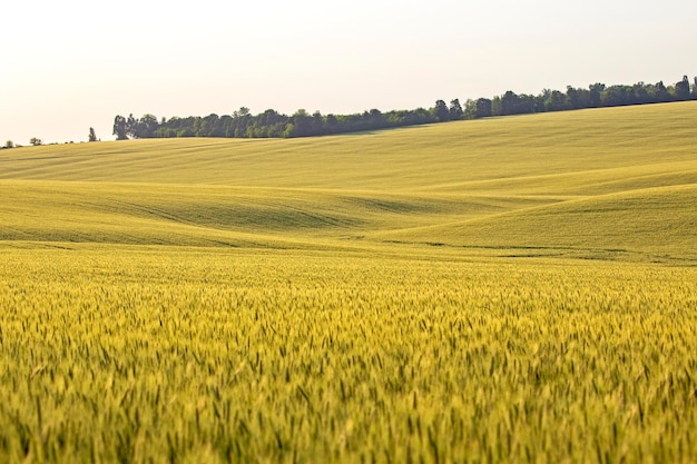 Bloeiend groen tarweveld Agronomie en landbouw Voedingsindustrie