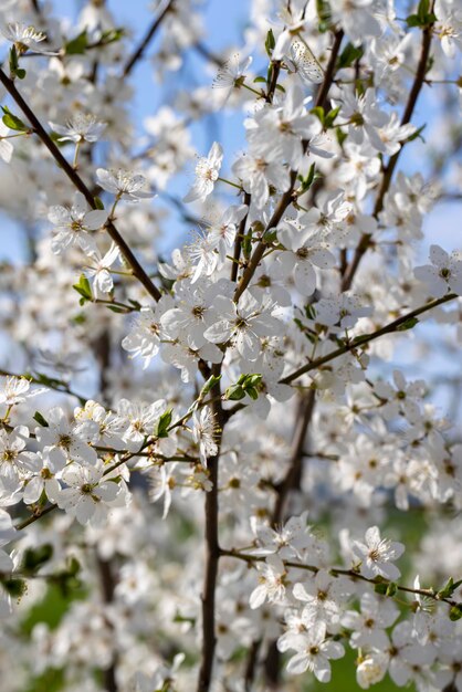 Bloeiend in de lente van het jaar fruitbomen in de tuin