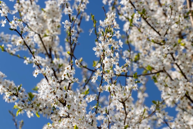 Bloeiend in de lente van het jaar fruitbomen in de tuin