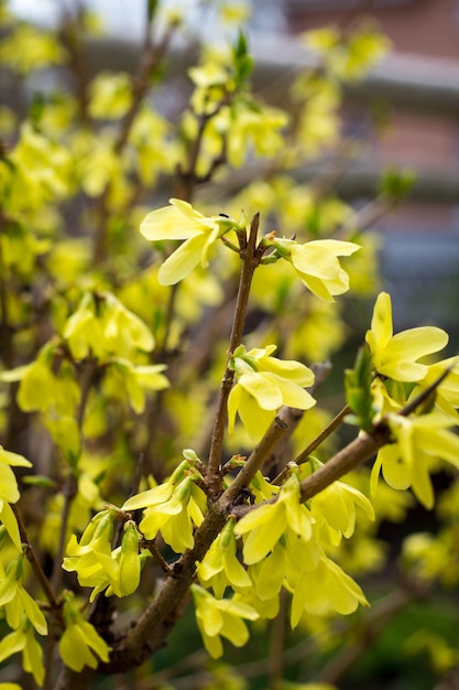 Bloeiend in lentetuinstruik forsythia met gele bloemen