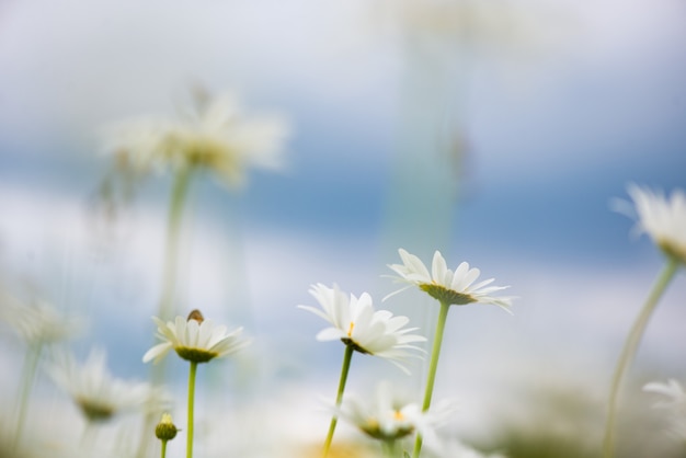 Bloeiend. Kamille. Bloeiend kamilleveld, kamillebloemen op een weide in de zomer, selectieve focus