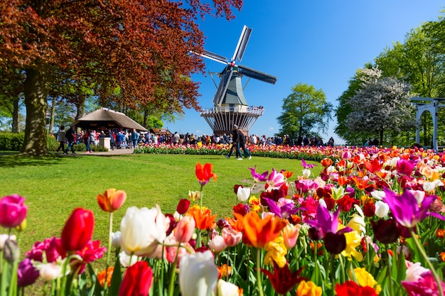 Bloeiend kleurrijk tulpenbloembed in openbare bloementuin met windmolen. Populaire toeristische site. Lisse, Holland, Nederland.