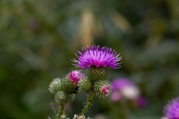 Bloeiend korenbloemblauw op een groene achtergrond op een zonnige dag macrofotografie