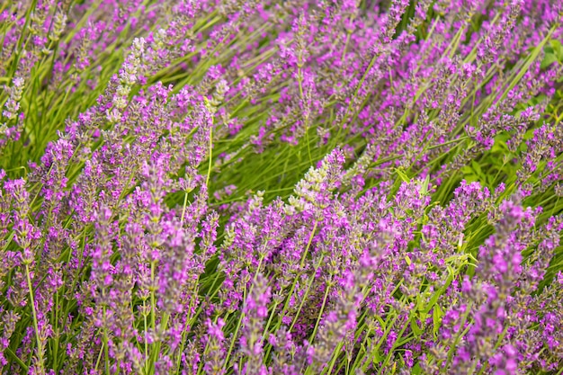 Bloeiend lavendelveld. Zomer bloemen. Selectieve focus natuur