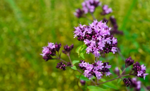 Bloeiend oregano-kruid met kleine paarse bloemen Origanum vulgare of wilde marjolein