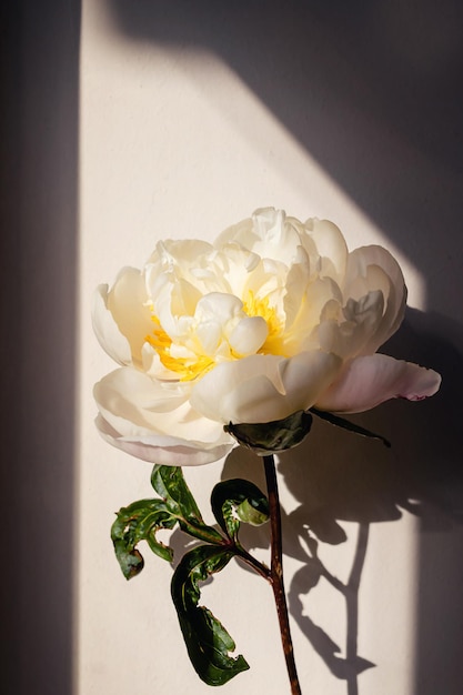 Bloeiend pluizig wit pioenbloemboeket op elegante minimale pastelgrijze achtergrond Creatieve bloemensamenstelling Prachtig plantkundebehang of levendige wenskaart