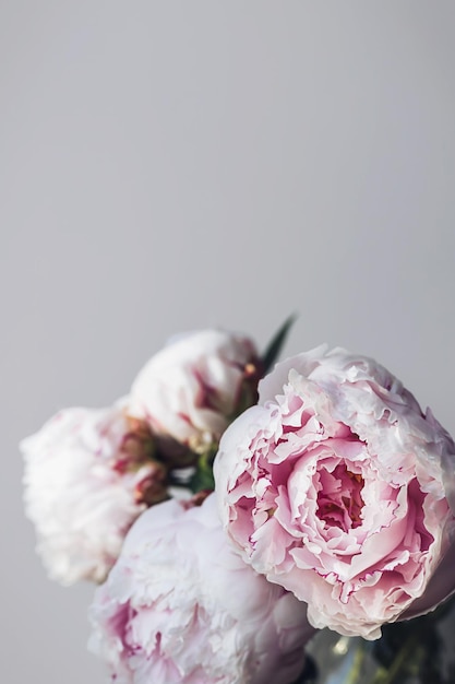 Bloeiend pluizig wit roze pioenbloemboeket op elegante minimale pastelbeige achtergrond Creatieve bloemensamenstelling Prachtig plantkundebehang of levendige wenskaart