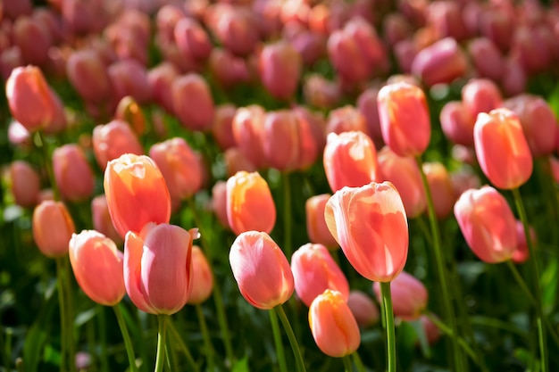 Bloeiend tulpenbloembed in Keukenhof-bloementuin, Nederland