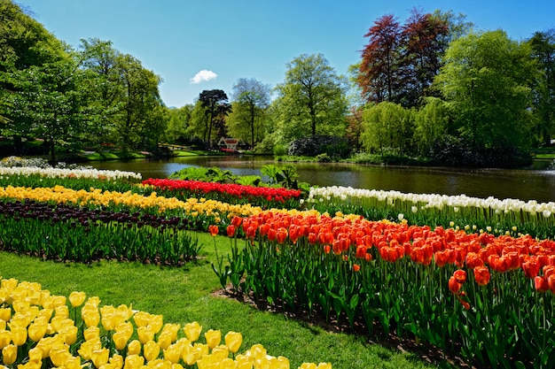 Foto bloeiend tulpenbloembed in keukenhof-bloementuin, netherland