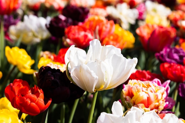 Bloeiend tulpenveld in Holland lente mooie bloemen groene achtergrond