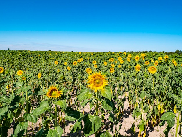 Bloeiend veld met zonnebloemen tegen de blauwe lucht