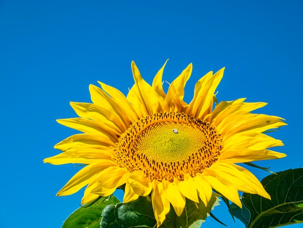 Bloeiend veld met zonnebloemen tegen de blauwe lucht