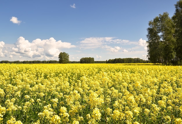 Bloeiend veld van koolzaad in de zomer