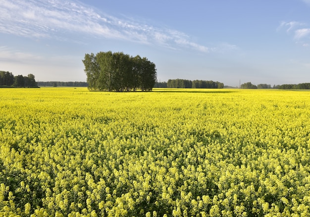 Bloeiend veld van koolzaad in de zomer