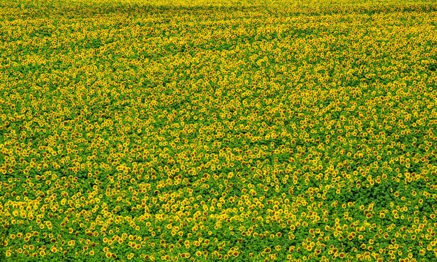 Bloeiend veld van zonnebloemen