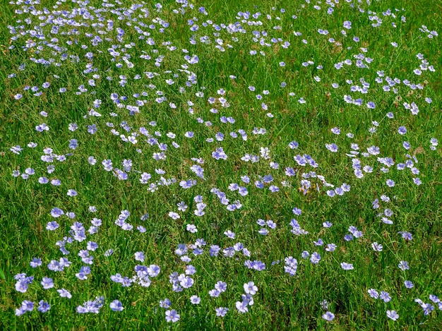 Bloeiend vlasveld. Gebied van bloeiend blauw vlas, close-up.