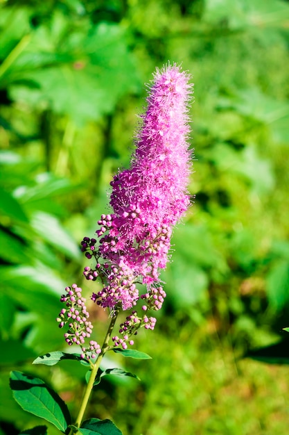 Bloeiend wilgenkruid (Spiraea salicifolia) in de tuin