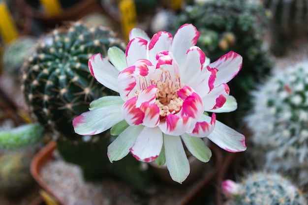 Bloeiende 2tones kleur bloem van Lobivia cactus