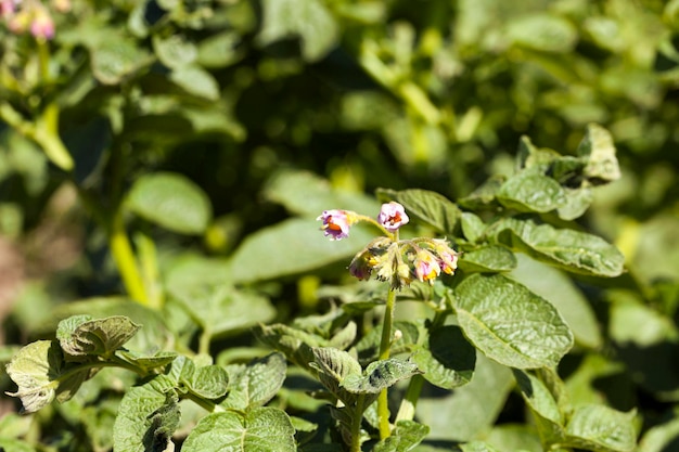 Bloeiende aardappelen close-up