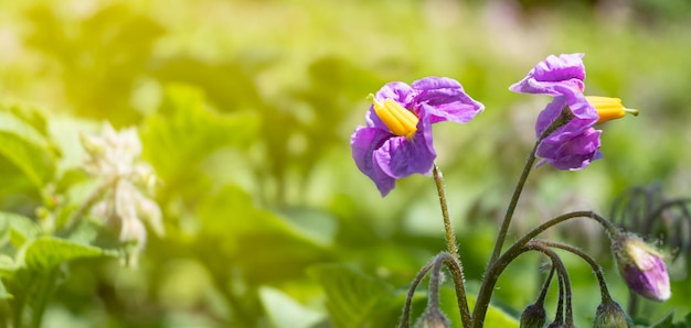 Bloeiende aardappelen in het veld van een boer paarse aardappel bloemen