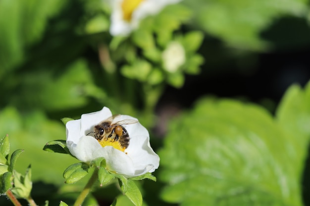 Bloeiende aardbei met bij op een biologische boerderij