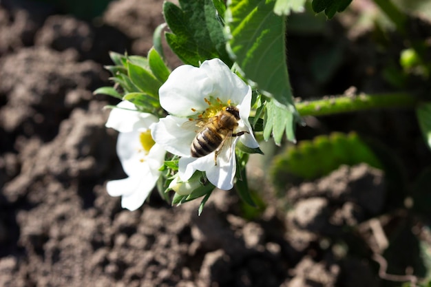 Bloeiende aardbeien in de tuin een bij bestuift bloemen