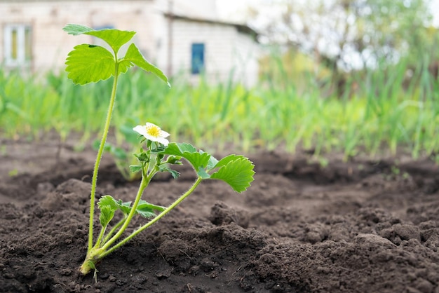 Foto bloeiende aardbeien in de tuin