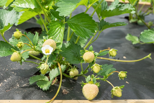 Bloeiende aardbeien op een tafel met een zwarte film