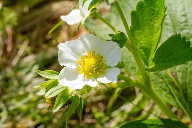 Foto bloeiende aardbeienstruiken in de tuin