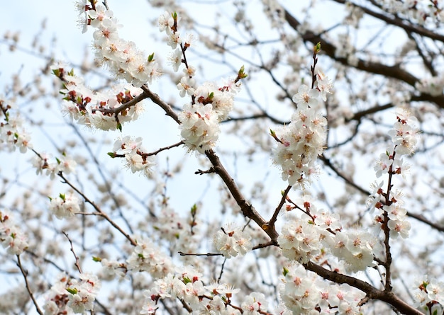 Bloeiende abrikozenboom en zonnige lentedag