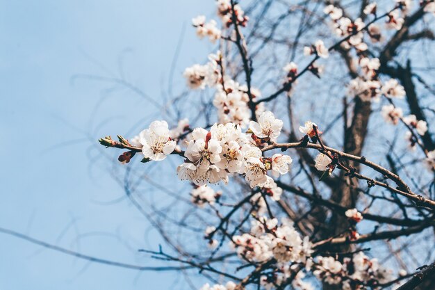 Foto bloeiende abrikozenboomtakken tegen de blauwe hemel
