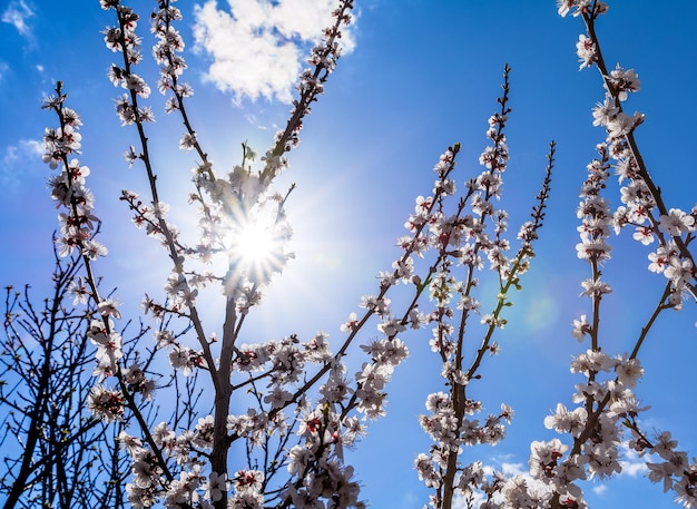 Bloeiende abrikozentakken tegen de achtergrond van de zon en de blauwe lucht fruitbomen in de lente