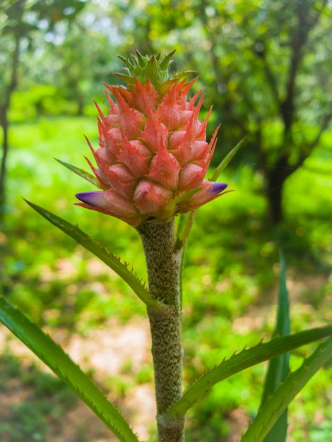 Bloeiende Aechmea fasciata (Zilveren vaas of Urn-plant) is een soort van bloeiende plant