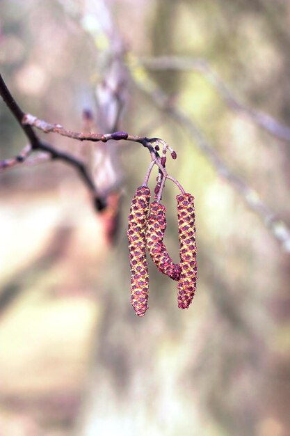 Foto bloeiende alderboom op een lente dag