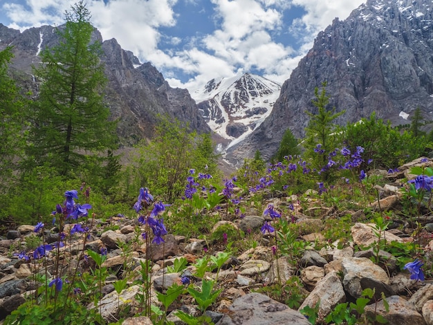 Bloeiende alpenweide. Alpine groene zomerweide met bloeiende paarse bloemen. Alpine hooglanden. Bloeiende weide van de hooglanden.