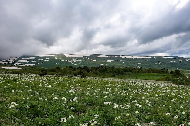 Bloeiende alpenweiden van LagoNaki Adygea Rusland 2021