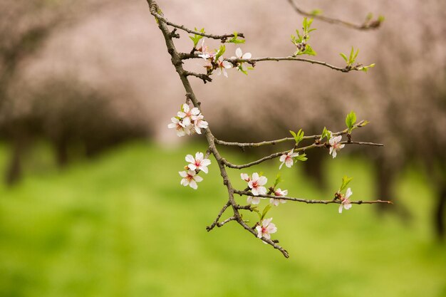 bloeiende amandelboomgaard Mooie bomen met roze bloemen bloeien in de lente in Europa