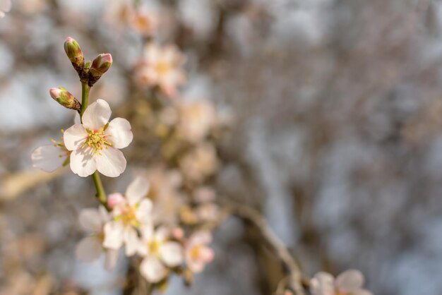 Bloeiende amandelen in de tuin