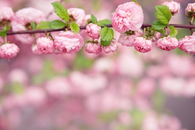 Bloeiende amandeltak met roze bloemen Lente