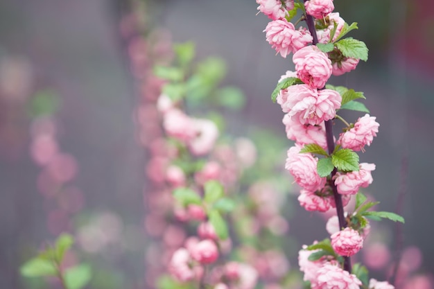 Foto bloeiende amandeltak met roze bloemen lente