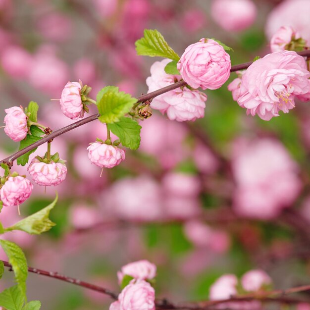 Foto bloeiende amandeltakken met roze bloemen lente