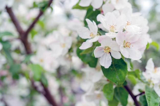 Bloeiende appelbomen in het voorjaar. Appelboomtakken met witte bloemen.