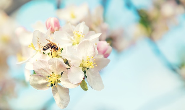 Bloeiende appelbomen in het voorjaar in de tuin. Selectieve aandacht. Bloemen.