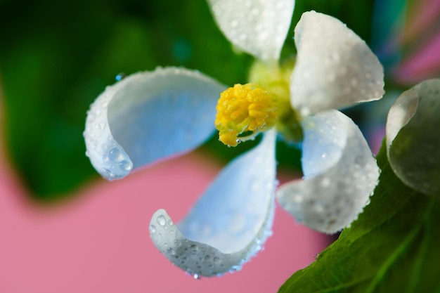 Bloeiende appelboom bloem bedekt met regendruppels close-up