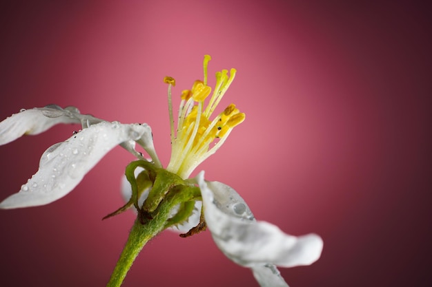 Bloeiende appelboom bloem bedekt met regendruppels op een rode achtergrond close-up