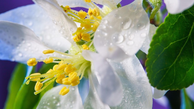 Bloeiende appelboom bloemen bedekt met regendruppels close-up